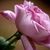 tathyane Lopes